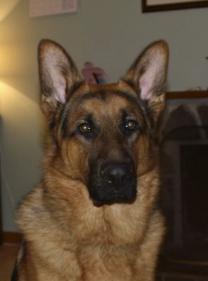 Luther at 10 months